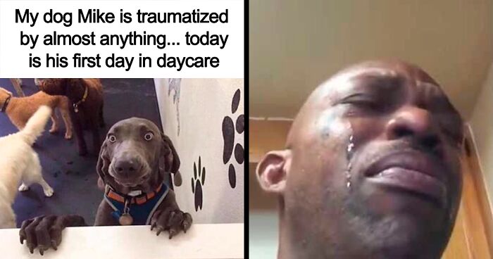 This Facebook Page Has Plenty Of Dog Memes For A Much-Needed Serotonin Boost, And Here Are 80 Of The Best Ones