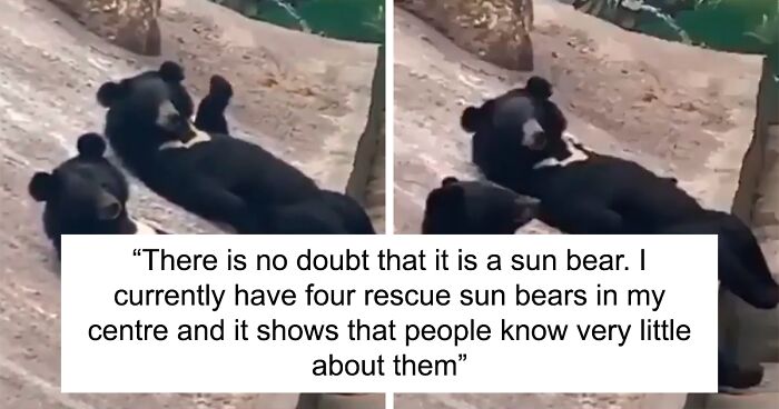 Sun Bears Cause Controversy Once Again As The Video Of Them “Chilling Like Dudes” Resurfaces