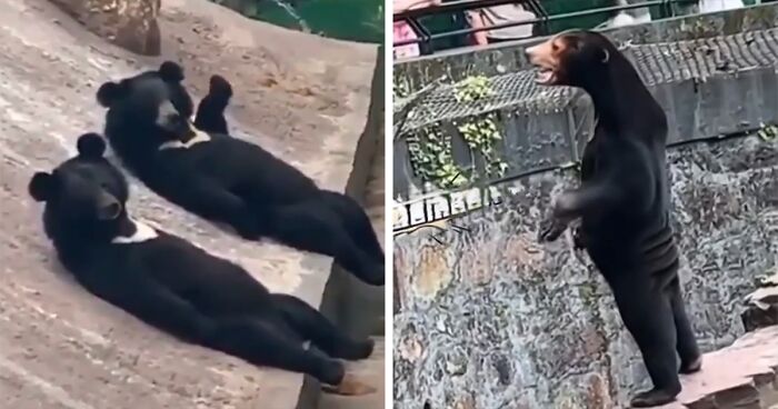 People Cannot Stop Arguing Whether Sun Bears Are Humans In Costumes