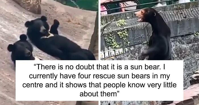 Sun Bears Once Again Go Viral After A New Video Shows Them Relaxing And Waving