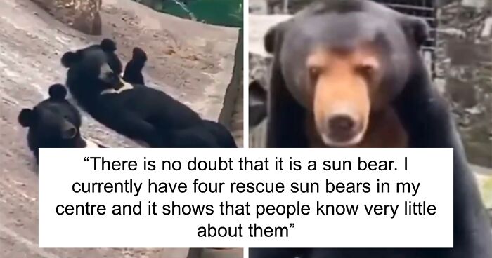 People Cannot Stop Arguing Whether Sun Bears Are Humans In Costumes