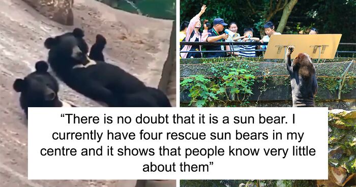 Conspiracy Theorists Convinced That Zoo Fakes Animals After A Video Of Sun Bears Goes Viral