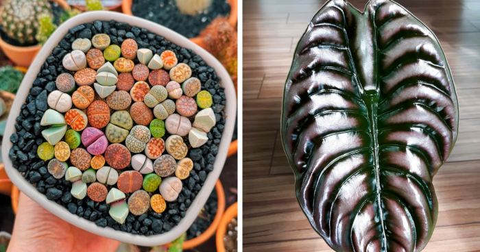 80 Weird Plants That Mother Nature Popped Off On Making