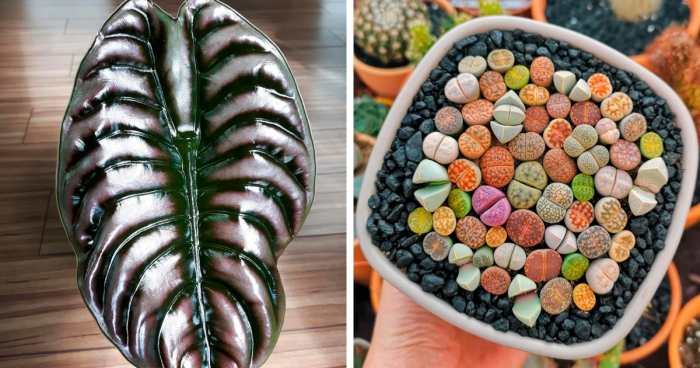 People Share The 80 Craziest-Looking Plants They Found