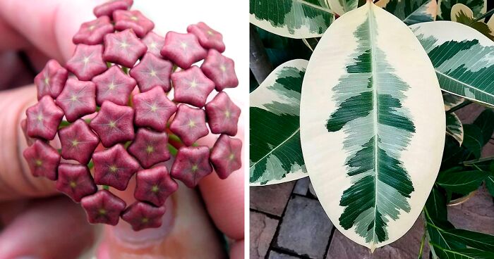 80 Unique Plants That Look Like They’re Out Of This World