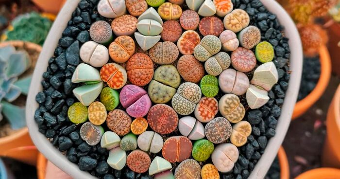 80 Astonishing Plants To Inspire Your Fairy Garden