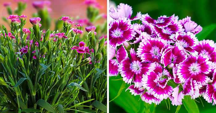 Learn To Grow And Maintain Your Own Dianthus Plant At Your Home