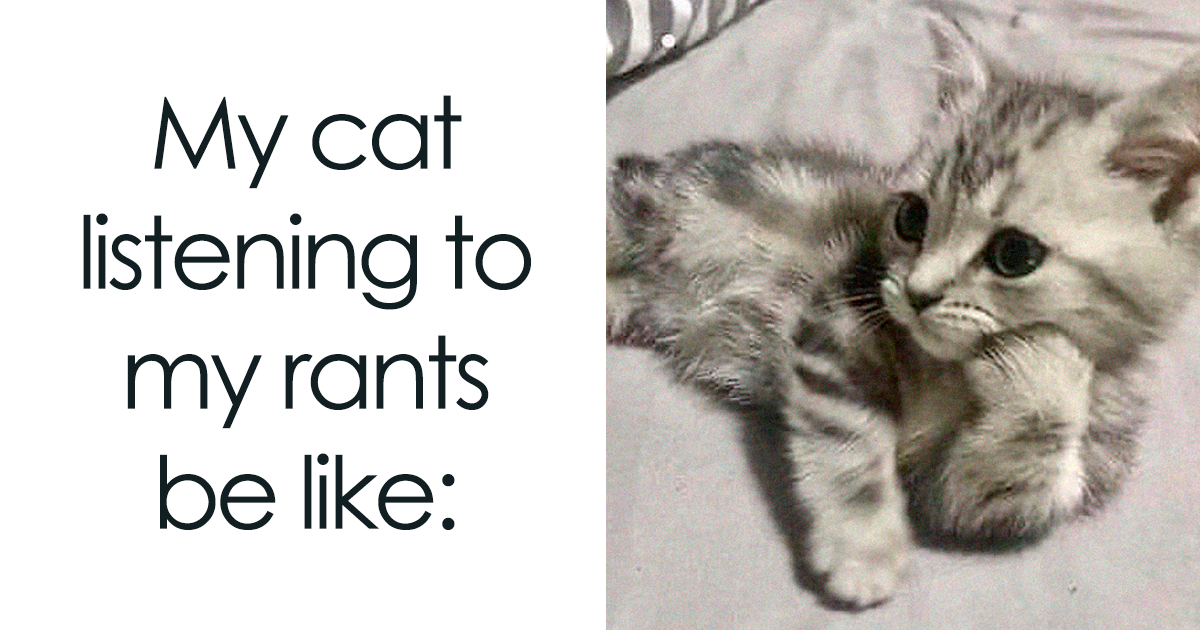 'Memes For My Cat': 50 Funny Posts Anyone Obsessed With Cats Would Enjoy