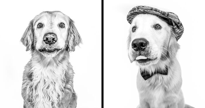 I Love To Photograph Dogs In Black And White, And Here Are My 18 Best Shots