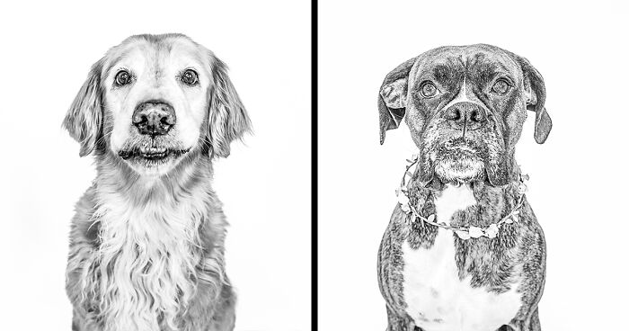 I Took 18 Monochromatic Photos Of Dogs To Bring Smiles To People's Faces