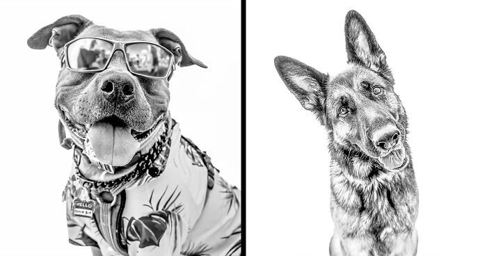 I Love To Photograph Dogs In Black And White, And Here Are My 18 Best Shots