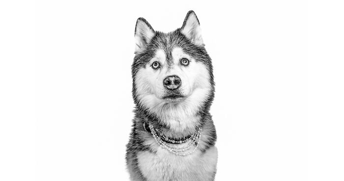 18 Black And White Dog Portraits I Took