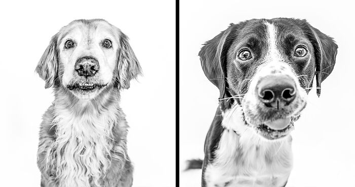 I Love To Photograph Dogs In Black And White, And Here Are My 18 Best Shots