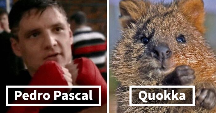 'X' User Puts Pedro Pascal Side By Side With Quokkas And Mushrooms, And They Oddly Match (22 Pics)