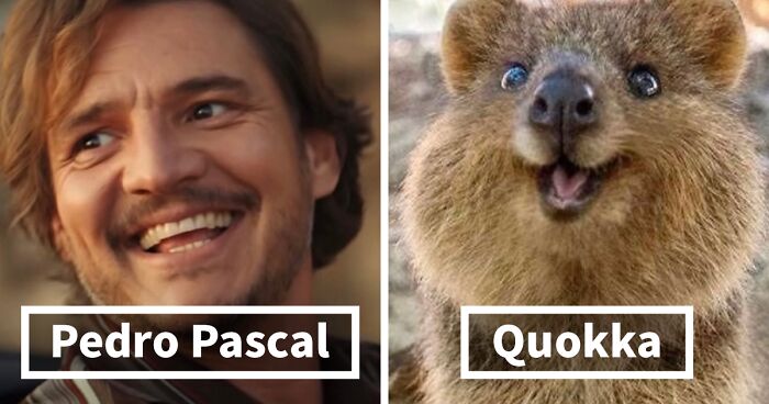 'X' User Shows Pedro Pascal Side By Side With Matching Quokkas And Mushrooms, And It's Oddly Accurate (22 Pics)