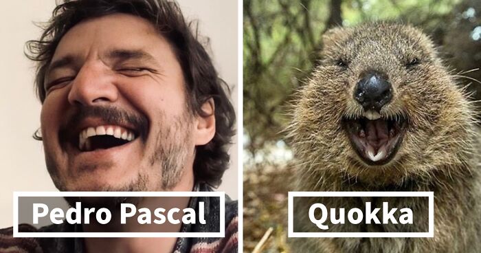 22 Photos Show Pedro Pascal Side By Side With Quokkas And Mushrooms, And It's Hilariously Accurate