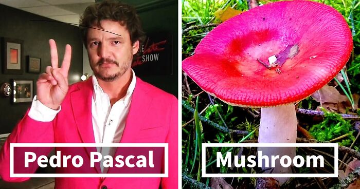 Pedro Pascal Side By Side With Quokkas And Mushrooms As Shared On This Twitter Thread (22 Pics)