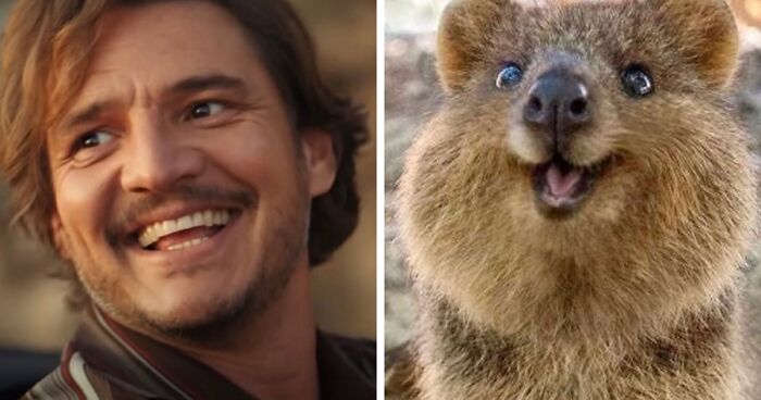 Pedro Pascal Is Compared To Matching Quokkas And Mushrooms In A Hilarious 'X' Thread (22 Pics)