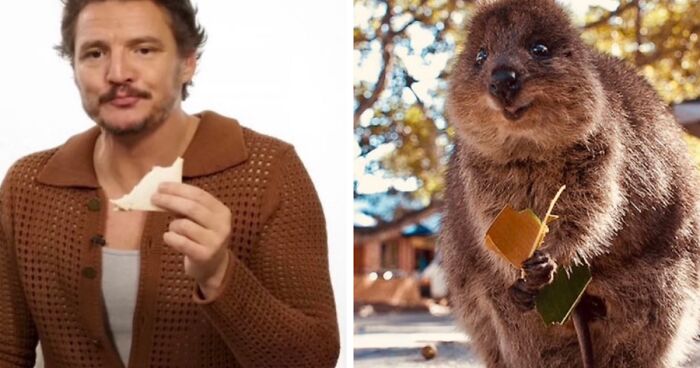 Pedro Pascal Is Compared To Matching Quokkas And Mushrooms In A Hilarious 'X' Thread (22 Pics)