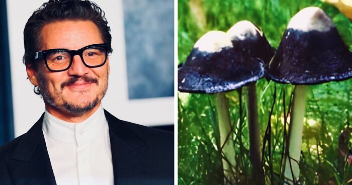 'X' User Compares Pedro Pascal Side By Side With Matching Quokkas And Mushrooms, And It's Oddly Accurate (22 Pics)