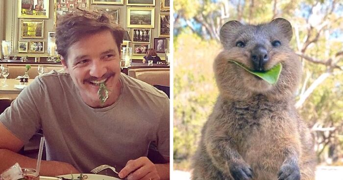 22 Photos Show Pedro Pascal Being Compared To Matching Quokkas And Mushrooms In A Hilarious