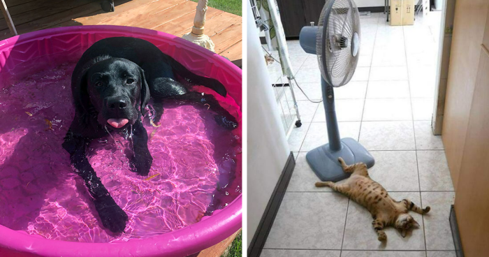 85 Times Pets Could Not Wait For Summer To Go And Take Its Heat With It 