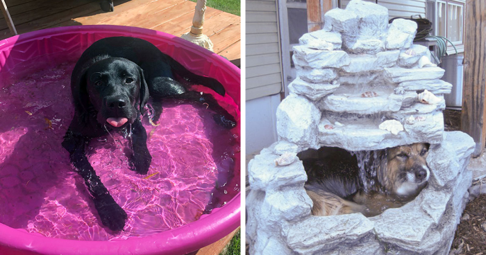 85 Times Pets Had Enough Of This Heat And Could Not Wait For Summer To Be Over