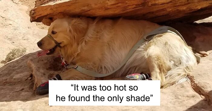 85 Hilariously Adorable Pets Who Clearly Couldn’t Wait For Summer To Be Over