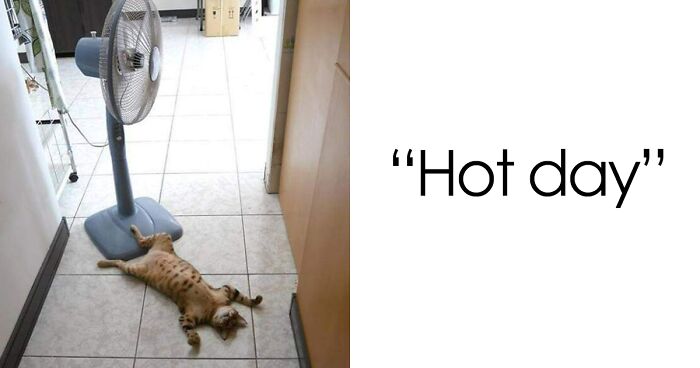 85 Adorable Pets Trying Their Best To Beat The Summer Heat