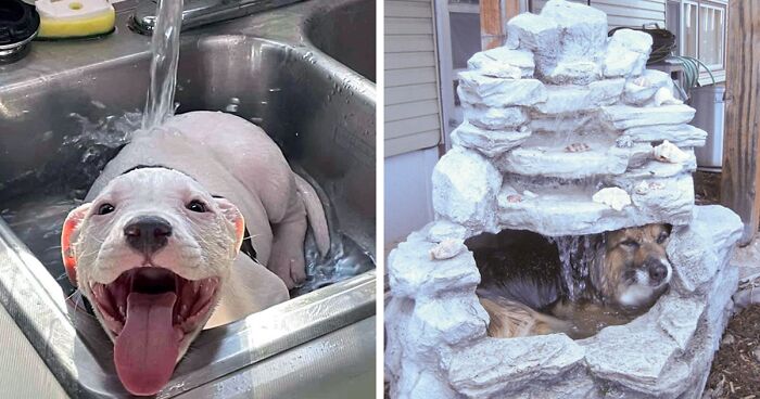 85 Delightful Pics Of Pets Trying To Cool Down That May Make Your Day