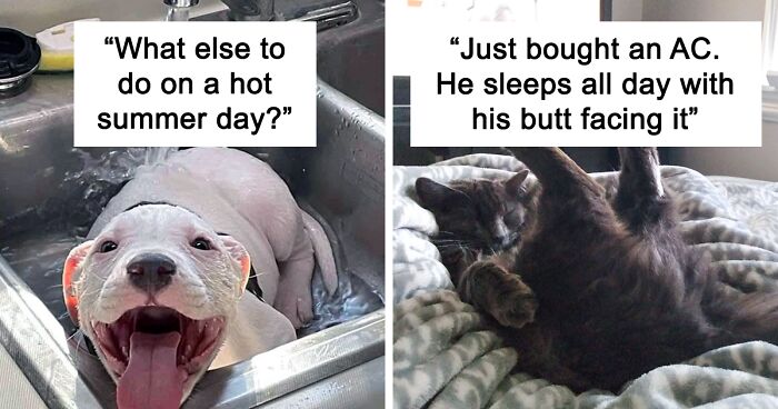 85 Pets Who Tried To Escape Summer Heat In The Cutest And Funniest Ways