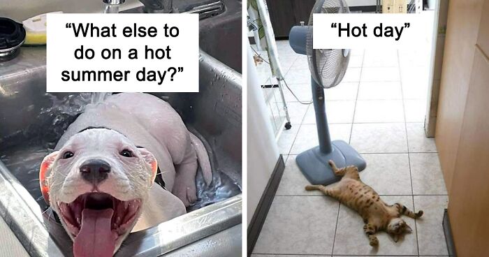 85 Owners That Caught Their Pets Trying To Escape The Summer Heat, And Just Had To Share Them