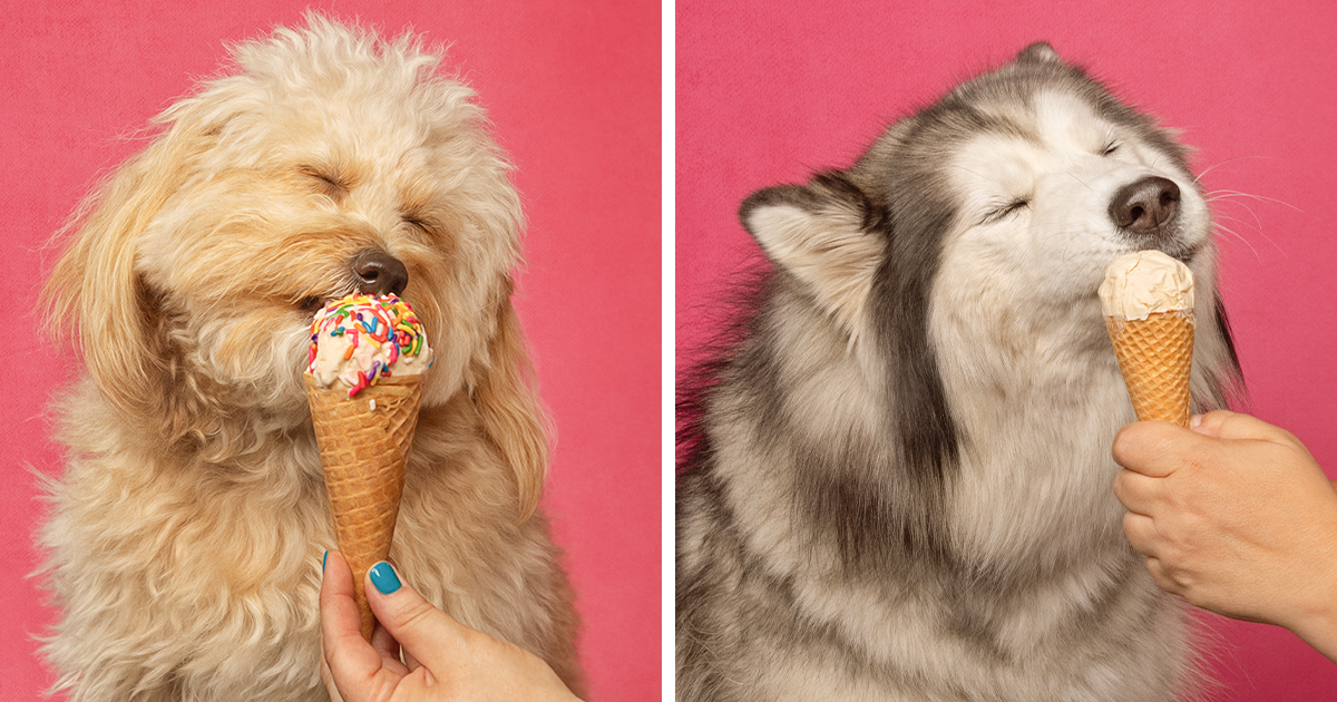 dogs eating ice cream