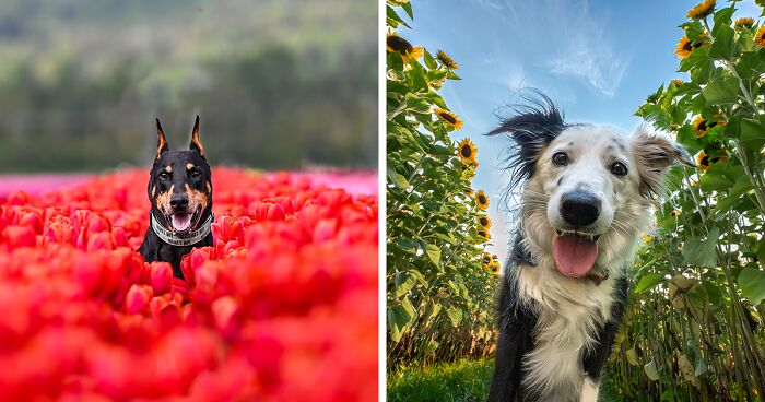 Here Are 20 Of My Best Shots Of Dogs Having A Blast In The Flower Fields