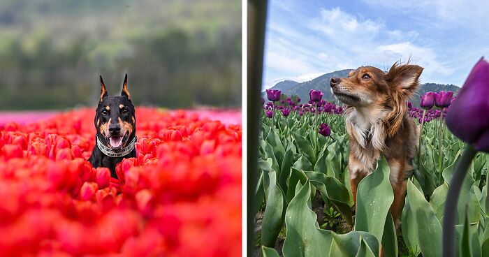 I Took 20 Pictures Of Dogs Playing In Flower Fields, Making The Best Memories For Their Owners