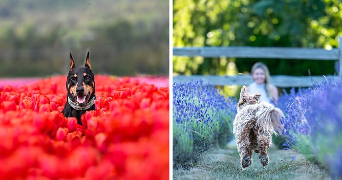 I Combined Two Of My Favorite Things, Photographing Dogs, And Flower Fields, Here Are The Results (20 Pics)