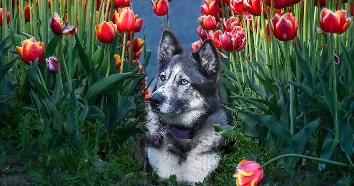 I Captured Magical Moments Of Dogs Having Fun In The Flower Fields (20 Pics)