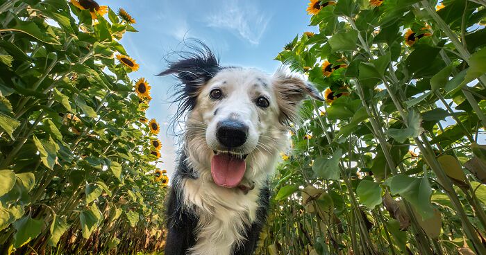 I Took 20 Pictures Of Dogs Playing In Flower Fields, Making The Best Memories For Their Owners