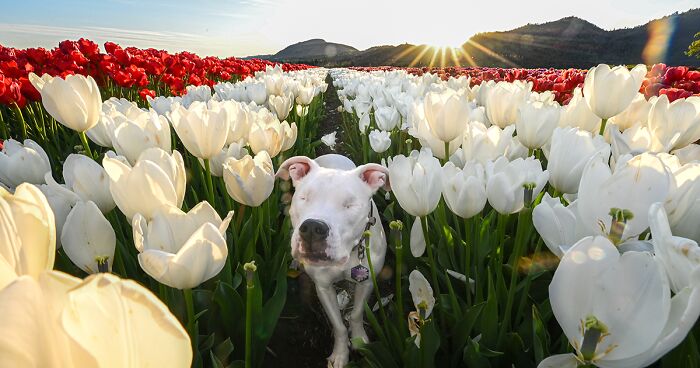 I Photographed Dogs Enjoying Their Day In The Flower Fields (20 Pics)