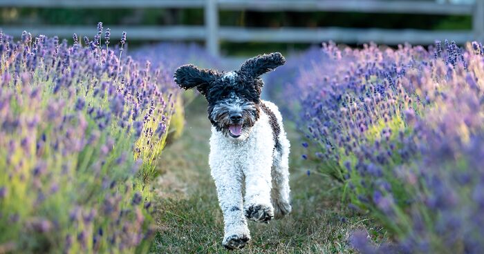 My 20 Pictures Of Dogs Enjoying Their Day In Fields Of Flowers