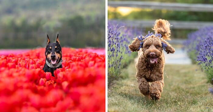 I Took 20 Pictures Of Dogs Playing In Flower Fields, Making The Best Memories For Their Owners