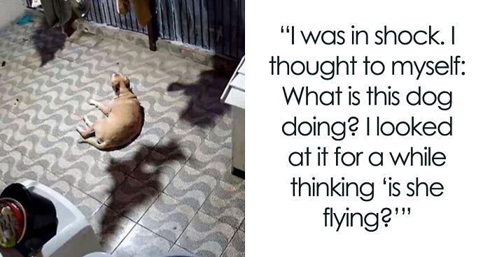 This Owner Got Scared After Seeing What Appeared To Be Her Dog Levitating In Home Camera Footage