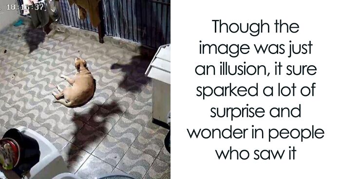 This Owner Got Scared After Seeing What Appeared To Be Her Dog Levitating In Home Camera Footage