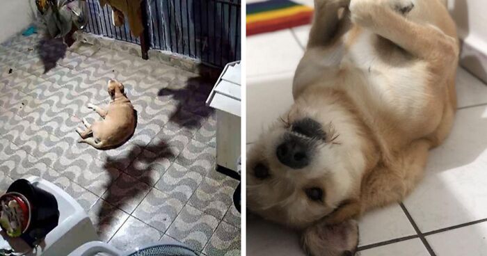 Optical Deception: Dog's Image That Got People Fooled Into Thinking That She Was Levitating