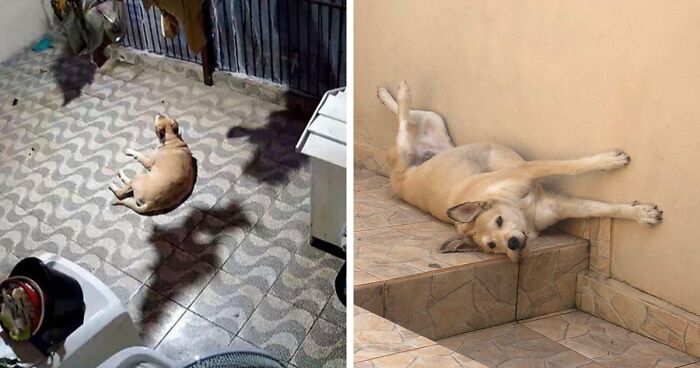 This Optical Illusion Has Confused Many People, Making Them Think That The Dog Is Levitating