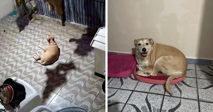 This Family From Brazil Captured On Their Home Surveillance What Seemed To Be Their Dog Levitating