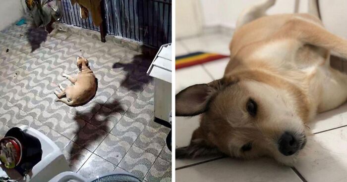 Brazilian Family Records Their Dog Levitating, Which Turns Out To Be An Optical Illusion