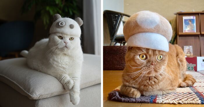 32 Adorable Tiny Hats For Cats Made By Umatan And Rojiman