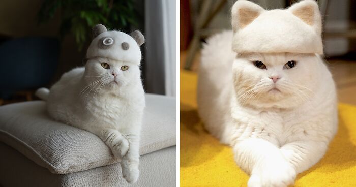 These Japanese Artists Create Hats For Cats Made From Their Own Fur (32 Pics)