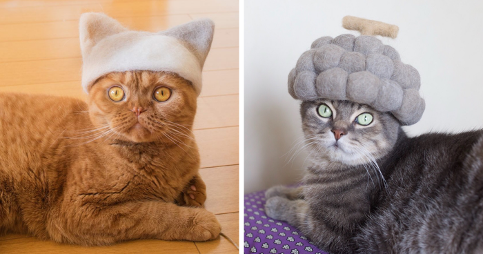 This Japanese Couple Crafts Adorable Cat Hats From Their Own Fur (32 Pics)